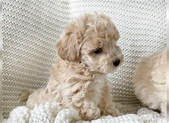 Traumhafte Maltipoo Welpen F1 Malteser Pudel