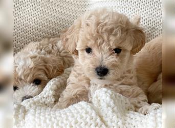 Traumhafte Maltipoo Welpen F1 Malteser Pudel