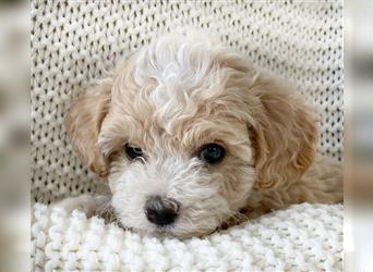 Traumhafte Maltipoo Welpen F1 Malteser Pudel