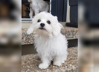 Maltipoo Welpen, Malteser Toypudel Zwergpudel