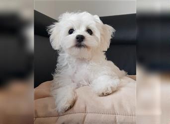 Maltipoo Welpen, Malteser Toypudel Zwergpudel