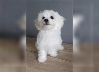 Maltipoo Welpen, Malteser Toypudel Zwergpudel