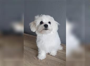 Maltipoo Welpen, Malteser Toypudel Zwergpudel