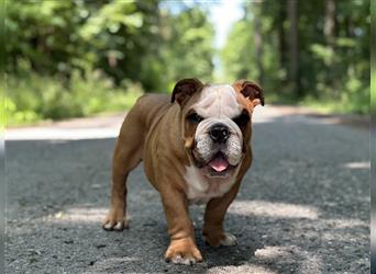 Englische Bulldogge Welpen original English Bulldog