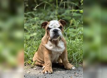 Englische Bulldogge Welpen original English Bulldog