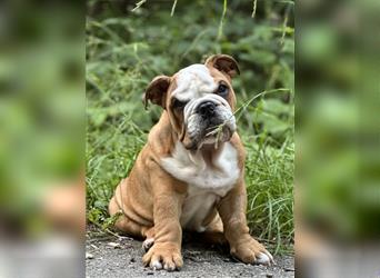 Englische Bulldogge Welpen original English Bulldog