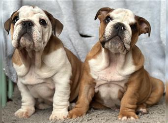 Englische Bulldogge Welpen original English Bulldog