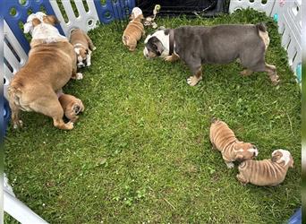 Englische Bulldogge Welpen original English Bulldog