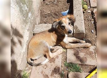 Tierschutzhund PERLA, ein welpentypisch verpielter, hübscher Welpe einer Settermama