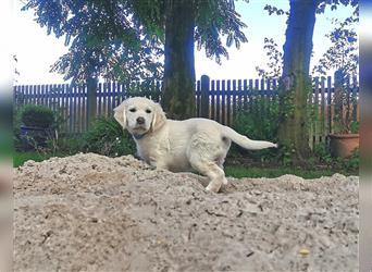 Premium Golden Retriever Welpen mit Ahnentafel