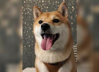 Reinrassiges Shiba Inu Weibchen 