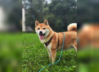 Reinrassiges Shiba Inu Weibchen 