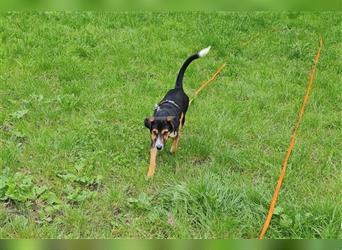 Dandy: Junghund sucht Familienanschluss (45739 Oer-Erkenschwick)