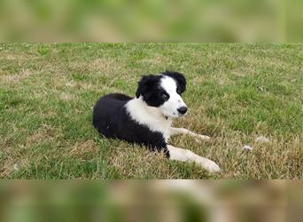 Border Collie Welpen