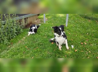 Border Collie Welpen