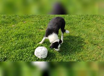 Border Collie Welpen