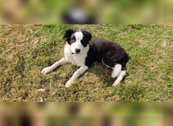 Border Collie Welpen