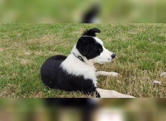 Border Collie Welpen