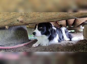 Border Collie Welpen