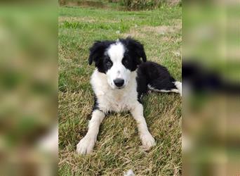 Border Collie Rüde Bruno