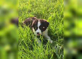 Border Collie Rüde Flecki