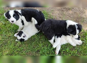 Border Collie Rüde Flecki