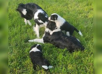 Border Collie Rüde Flecki