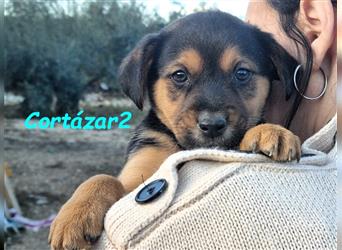 Cortázar2 09/2023 (ESP Pflegestelle) - neugieriger und verspielter, kleiner Bodeguero Welpe!