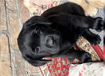 2 tolle Labradormädchen in schwarz m.P. 
