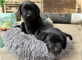 2 tolle Labradormädchen in schwarz m.P. 