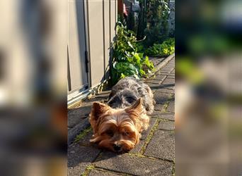 Yorkshire -Terrier Welpen reinrassig abzugeben !!!