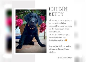 Superliebe Labrador Retriever Welpen in liebevolle Hände zu vermitteln