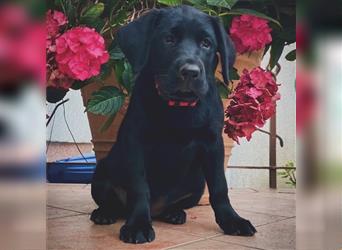 Wunderschöner Labrador Retriever Welpe Mädchen in schwarz 10 Wochen