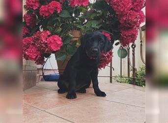 Wunderschöner Labrador Retriever Welpe Mädchen in schwarz 10 Wochen