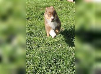 Australian Shepherd Welpen, ASCA-Papieren, Showlinie.