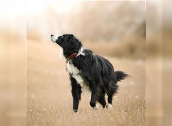 "Cooper", männlich, kastriert, Border Collie-Mix, geb. 10.08.15, 55 cm