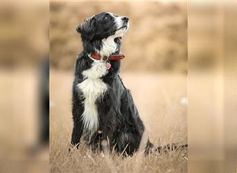 "Cooper", männlich, kastriert, Border Collie-Mix, geb. 10.08.15, 55 cm