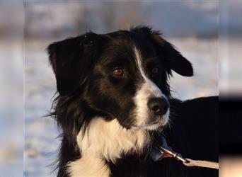 "Cooper", männlich, kastriert, Border Collie-Mix, geb. 10.08.15, 55 cm