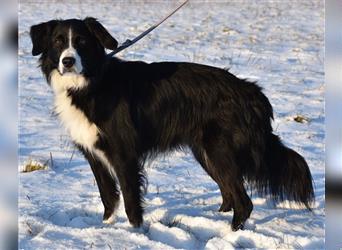 "Cooper", männlich, kastriert, Border Collie-Mix, geb. 10.08.15, 55 cm