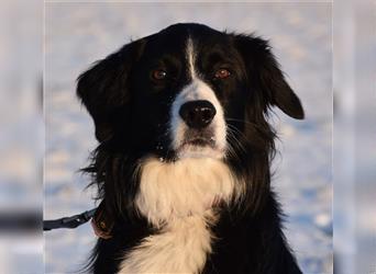 "Cooper", männlich, kastriert, Border Collie-Mix, geb. 10.08.15, 55 cm