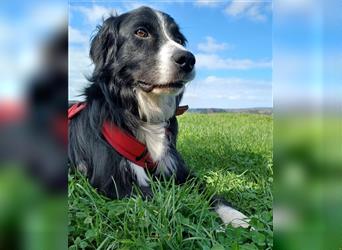 "Cooper", männlich, kastriert, Border Collie-Mix, geb. 10.08.15, 55 cm