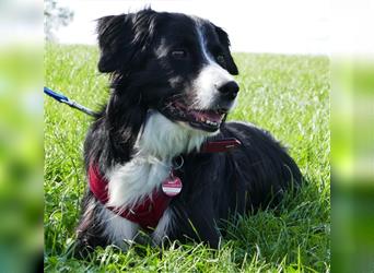 "Cooper", männlich, kastriert, Border Collie-Mix, geb. 10.08.15, 55 cm