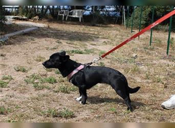 Buba – Kleine Hundemama sucht ein Zuhause