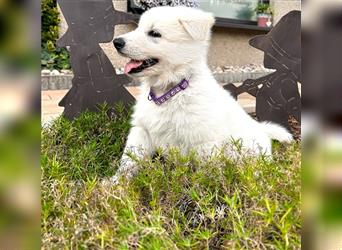 1 Rüde und 1 Hündin Weißer Schäferhund Welpen suchen noch ein Zuhause