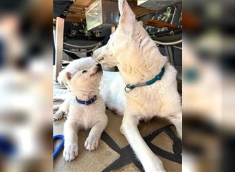 1 Rüde und 1 Hündin Weißer Schäferhund Welpen suchen noch ein Zuhause