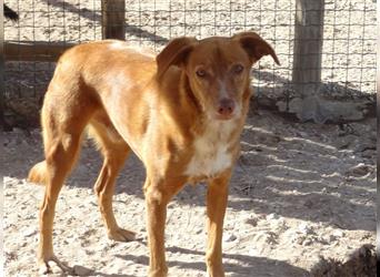 Pongo, Mix Labrador / Vizla , lieb und verträglich