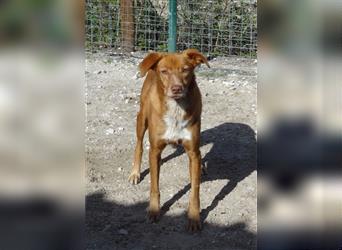 Pongo, Mix Labrador / Vizla , lieb und verträglich