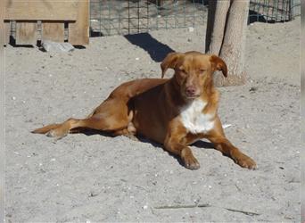 Pongo, Mix Labrador / Vizla , lieb und verträglich