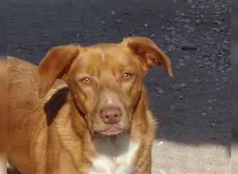 Pongo, Mix Labrador / Vizla , lieb und verträglich