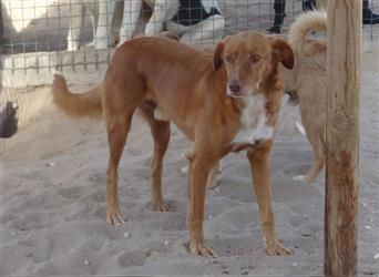 Pongo, Mix Labrador / Vizla , lieb und verträglich